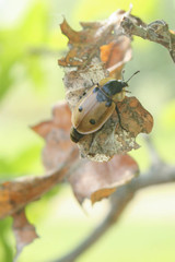 Dendroxena quadrimaculata