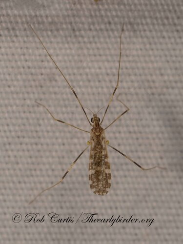 Unknown species found near Chicago, IL, USA