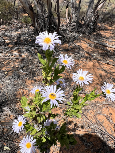 Azure Daisy-bush (Olearia rudis)