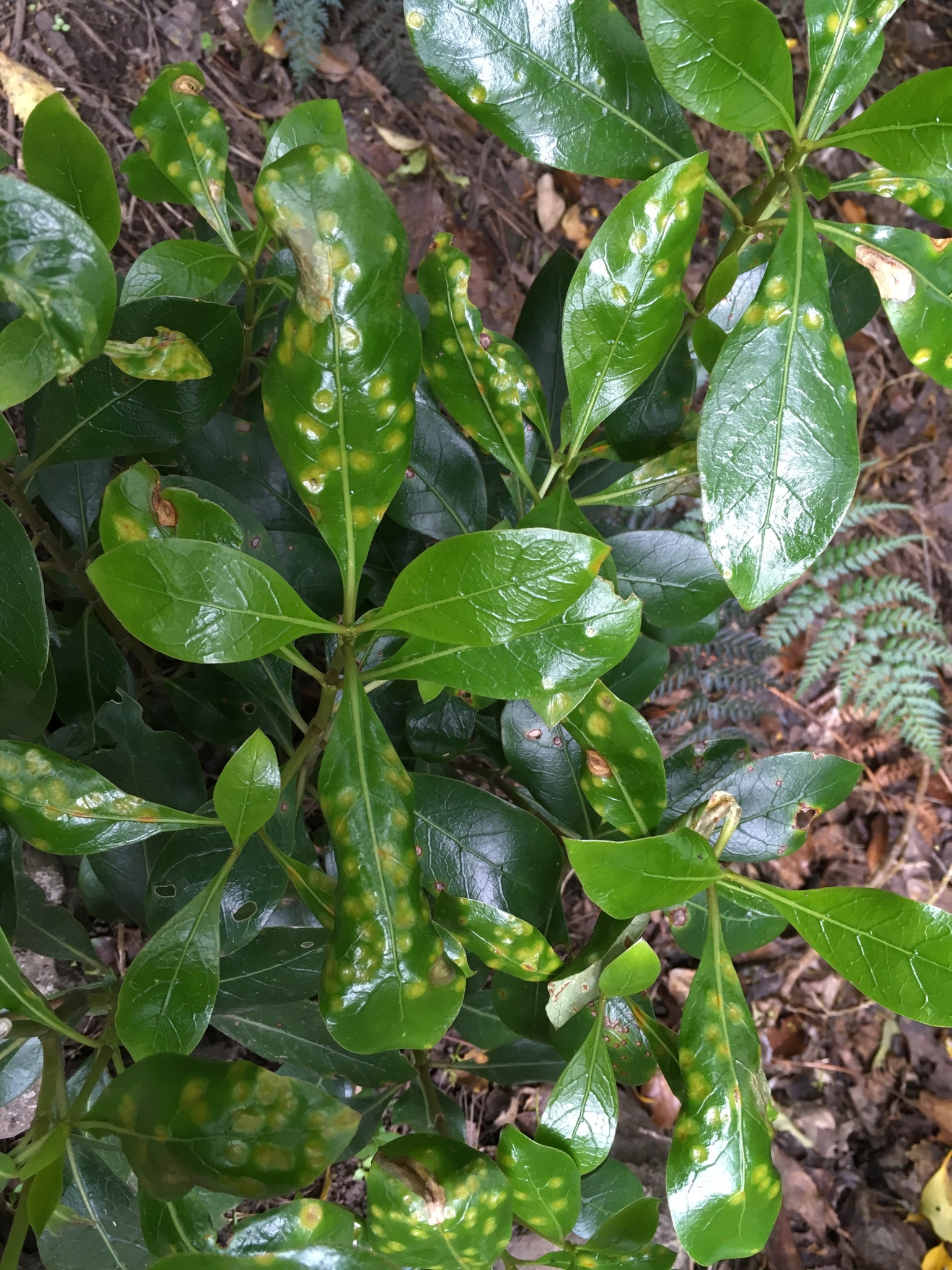 Puccinia coprosmae image
