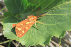 Arctia aulica