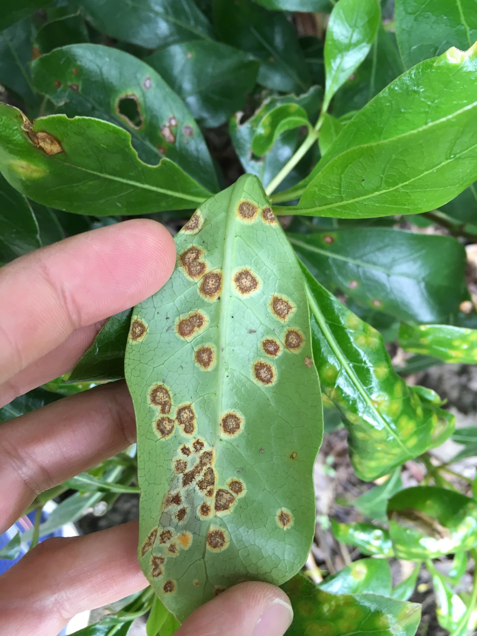 Puccinia coprosmae image