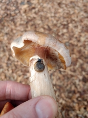 Agaricales