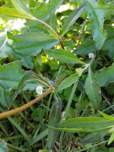 Eclipta prostrata image