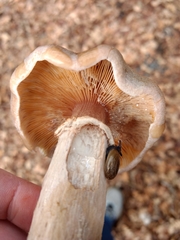 Agaricales
