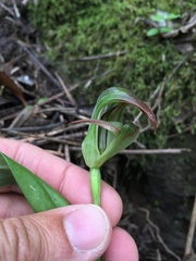 Pterostylis areolata