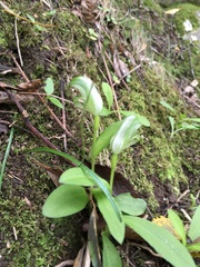 Pterostylis areolata