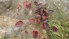 Iresine diffusa herbstii