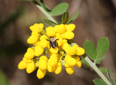 Chalepogenus caeruleus