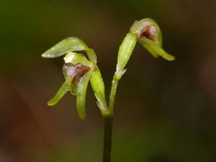 Townsonia deflexa
