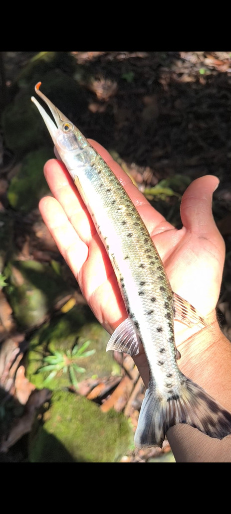 Gevlekte snoekzalm (Boulengerella maculata) — Ctenoluciidae