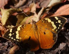 Aterica rabena