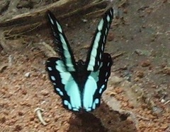 Papilio chrapkowskoides nurettini