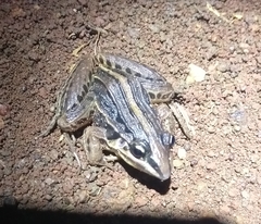 Leptodactylus gracilis