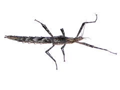 Xeroderus kirbyi