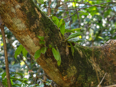 Bulbophyllum lepidum