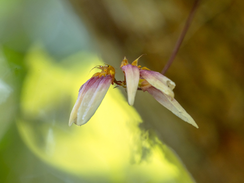 Bulbophyllum lepidum, photograph 1