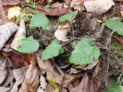 Meehan's mint (Meehania cordata)