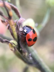 Coccinella septempunctata