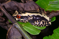 Osteocephalus mimeticus