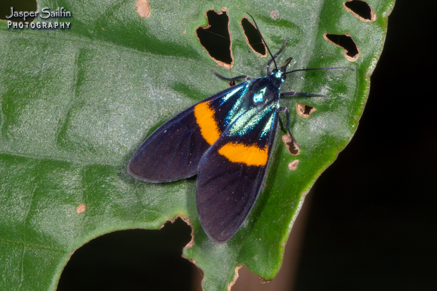 Ctenucha cyaniris