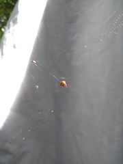 Micrathena plana