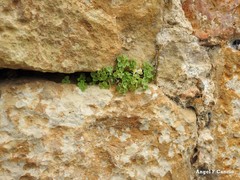 Sarcocapnos enneaphylla