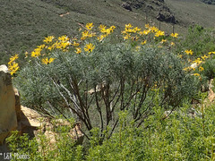Euryops speciosissimus