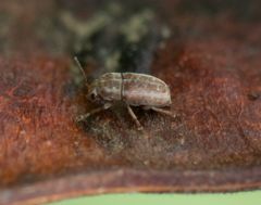 Araecerus