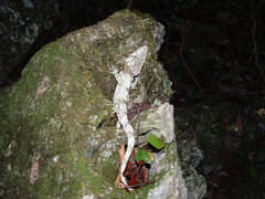 Anolis barbatus