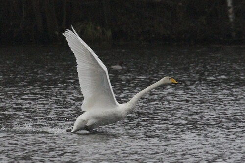Cisne cantor (Cygnus cygnus)