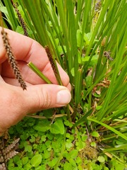 Carex solandri