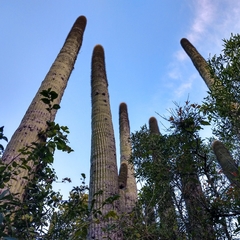 Cephalocereus polylophus