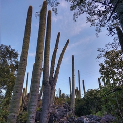 Cephalocereus polylophus