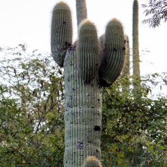 Cephalocereus polylophus