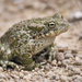 Variable Toad - Photo (c) Tom Heijnen, some rights reserved (CC BY-NC), uploaded by Tom Heijnen