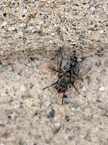 iNaturalist observation photo of False Stable Fly
