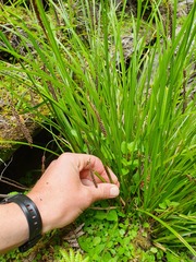 Carex solandri