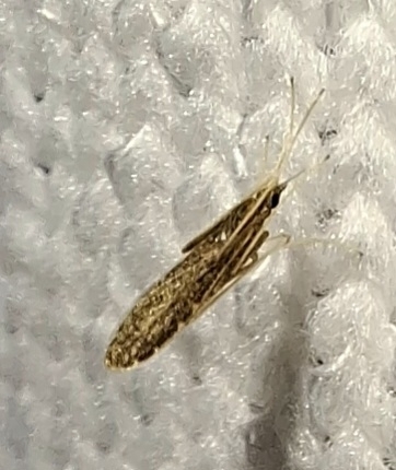 Unknown species found near Grand Isle, LA, USA