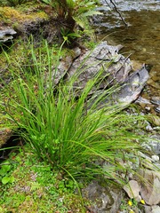 Carex solandri
