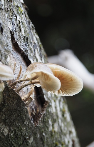 Buchen-Schleimrübling