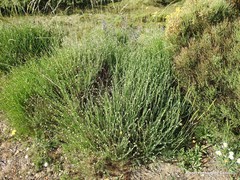 Santolina rosmarinifolia