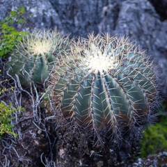 Ferocactus glaucescens