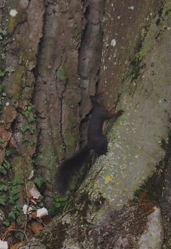 Eurasisches Eichhörnchen