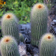 Cephalocereus polylophus