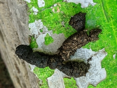Nasua