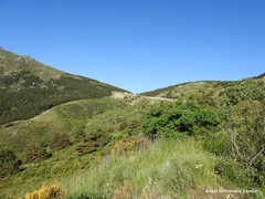 Cytisus oromediterraneus