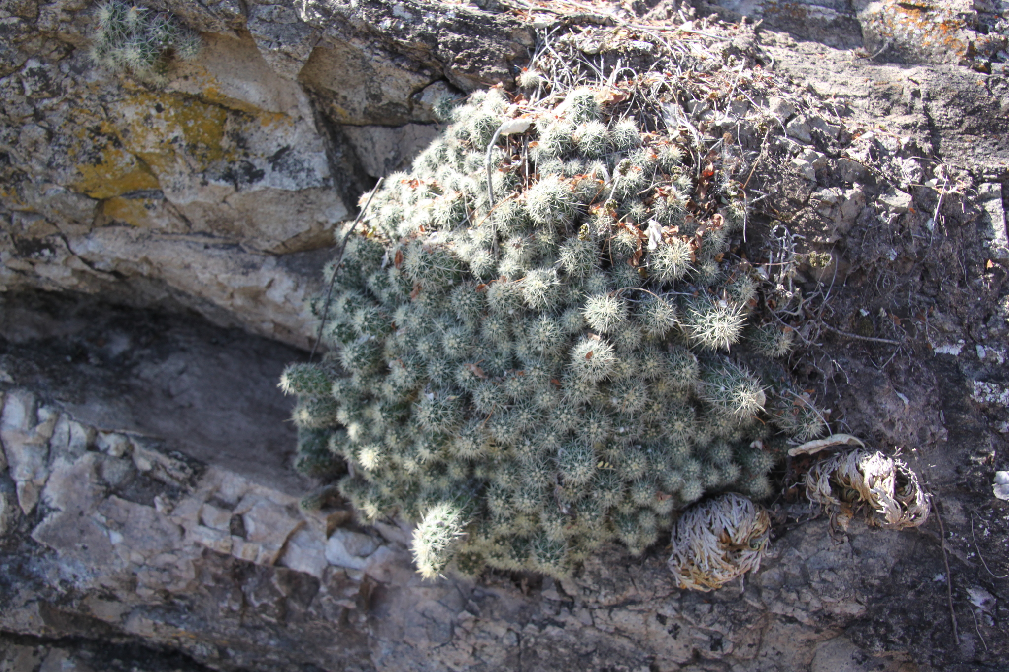 Echinocereus klapperi  iNaturalist
