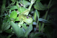 Aplastodiscus perviridis