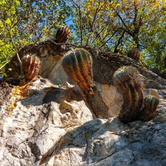 Ferocactus glaucescens
